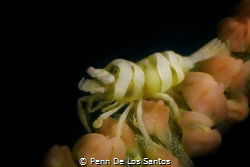 Tiny whip coral shrimp by Penn De Los Santos 